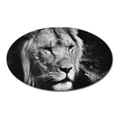 Africa Lion Male Closeup Macro Oval Magnet by BangZart