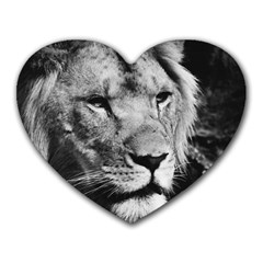 Africa Lion Male Closeup Macro Heart Mousepads by BangZart