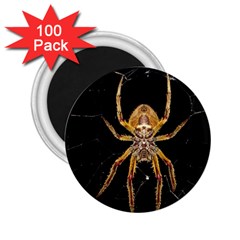 Insect Macro Spider Colombia 2 25  Magnets (100 Pack) 