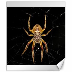 Insect Macro Spider Colombia Canvas 20  X 24   by BangZart