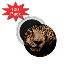 Jaguar Water Stalking Eyes 1 75  Magnets (100 Pack)  by BangZart