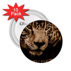 Jaguar Water Stalking Eyes 2 25  Buttons (10 Pack)  by BangZart