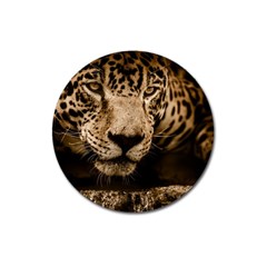 Jaguar Water Stalking Eyes Magnet 3  (round) by BangZart