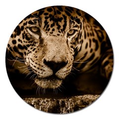 Jaguar Water Stalking Eyes Magnet 5  (round) by BangZart