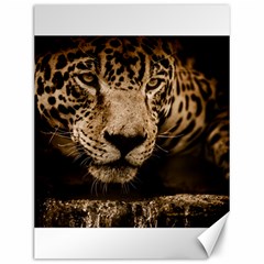 Jaguar Water Stalking Eyes Canvas 12  X 16   by BangZart