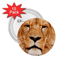 Africa African Animal Cat Close Up 2 25  Buttons (10 Pack)  by BangZart