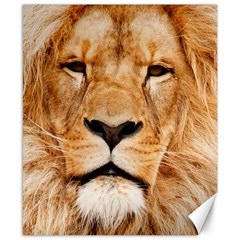 Africa African Animal Cat Close Up Canvas 8  X 10  by BangZart