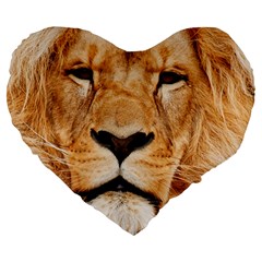 Africa African Animal Cat Close Up Large 19  Premium Flano Heart Shape Cushions