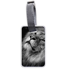 Feline Lion Tawny African Zoo Luggage Tags (two Sides) by BangZart