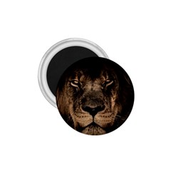 African Lion Mane Close Eyes 1 75  Magnets by BangZart