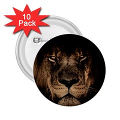 African Lion Mane Close Eyes 2 25  Buttons (10 Pack)  by BangZart