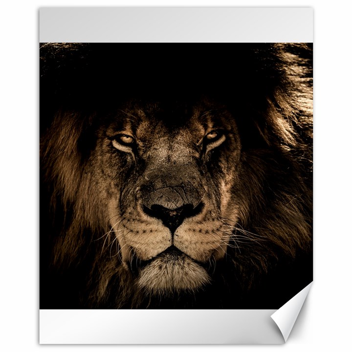 African Lion Mane Close Eyes Canvas 11  x 14  