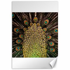 Peacock Feathers Wheel Plumage Canvas 12  X 18   by BangZart