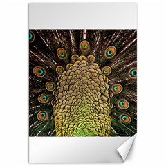 Peacock Feathers Wheel Plumage Canvas 20  X 30   by BangZart