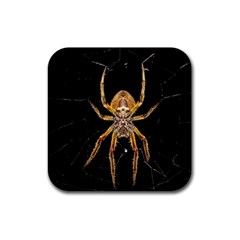 Nsect Macro Spider Colombia Rubber Square Coaster (4 Pack)  by Celenk