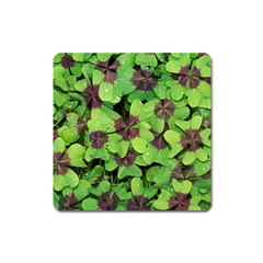 Luck Klee Lucky Clover Vierblattrig Square Magnet