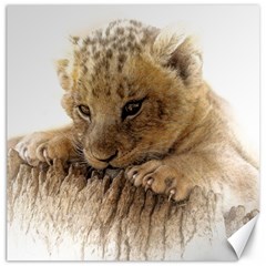 Lion Cub Close Cute Eyes Lookout Canvas 20  X 20   by Celenk