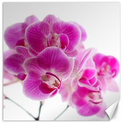 Orchid Phaleonopsis Art Plant Canvas 20  X 20   by Celenk