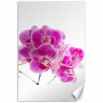 Orchid Phaleonopsis Art Plant Canvas 24  x 36  23.35 x34.74  Canvas - 1