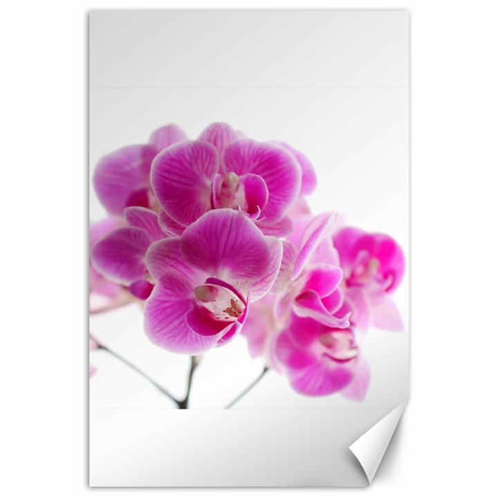 Orchid Phaleonopsis Art Plant Canvas 24  x 36 