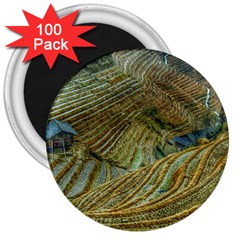 Rice Field China Asia Rice Rural 3  Magnets (100 Pack)