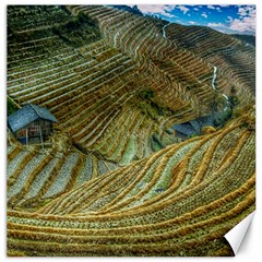 Rice Field China Asia Rice Rural Canvas 12  X 12   by Celenk