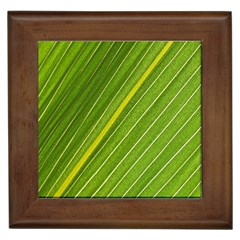 Leaf Plant Nature Pattern Framed Tiles by Nexatart