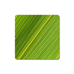 Leaf Plant Nature Pattern Square Magnet by Nexatart