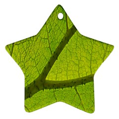 Green Leaf Plant Nature Structure Ornament (star) by Nexatart