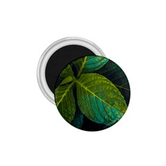 Green Plant Leaf Foliage Nature 1 75  Magnets by Nexatart