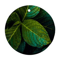 Green Plant Leaf Foliage Nature Round Ornament (two Sides) by Nexatart