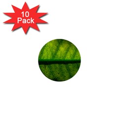 Leaf Nature Green The Leaves 1  Mini Buttons (10 Pack) 