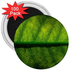 Leaf Nature Green The Leaves 3  Magnets (100 Pack)