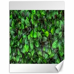 The Leaves Plants Hwalyeob Nature Canvas 12  X 16   by Nexatart