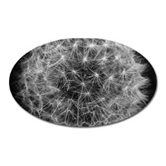 Dandelion Fibonacci Abstract Flower Oval Magnet by Nexatart