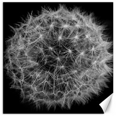 Dandelion Fibonacci Abstract Flower Canvas 20  X 20   by Nexatart