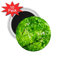 Green Wood The Leaves Twig Leaf Texture 2 25  Magnets (10 Pack)  by Nexatart