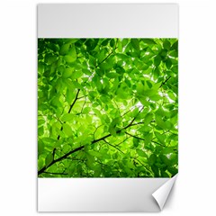 Green Wood The Leaves Twig Leaf Texture Canvas 20  X 30   by Nexatart