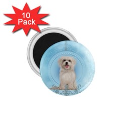 Cute Little Havanese Puppy 1 75  Magnets (10 Pack)  by FantasyWorld7