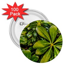 Top View Leaves 2 25  Buttons (100 Pack)  by dflcprints