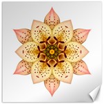 Asiatic Lily II Flower Mandala Canvas 12  x 12  