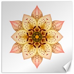 Asiatic Lily Ii Flower Mandala Canvas 16  X 16  