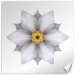 White Daffodil II Flower Mandala Canvas 12  x 12  