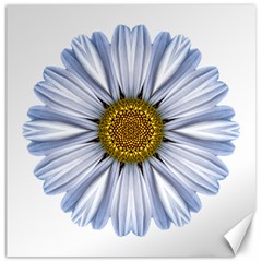 White Daisy I Flower Mandala Canvas 16  X 16  