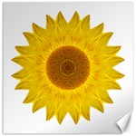 Yellow Sunflower II Flower Mandala Canvas 20  x 20  