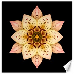 Asiatic Lily Ii Flower Mandala Canvas 12  X 12  