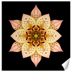 Asiatic Lily Ii Flower Mandala Canvas 16  X 16  