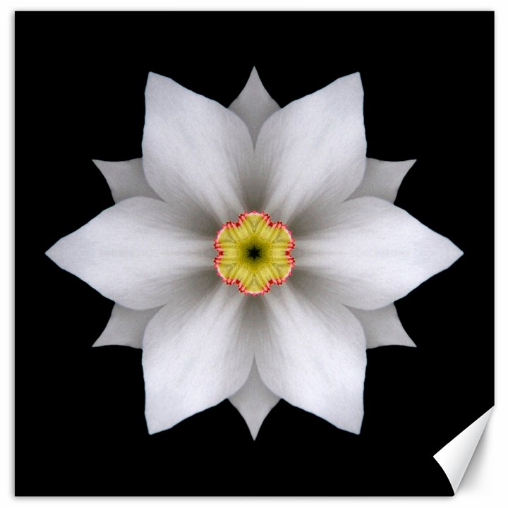 White Daffodil II Flower Mandala Canvas 16  x 16  