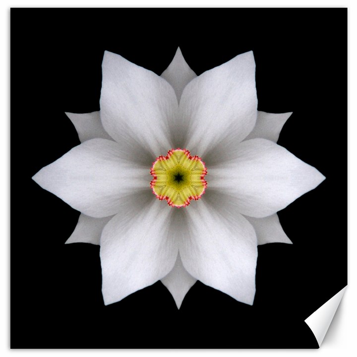 White Daffodil II Flower Mandala Canvas 20  x 20  