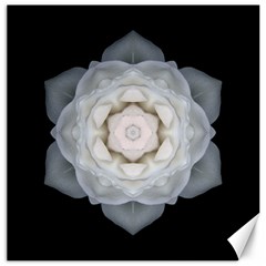 White Rose I Flower Mandala Canvas 12  X 12  